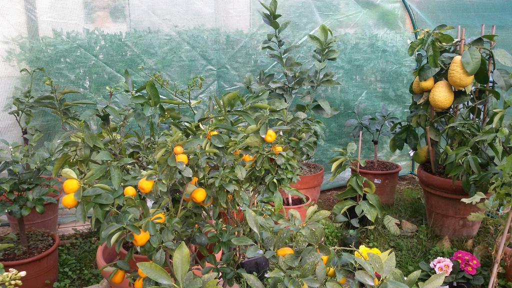 卡斯蒂利翁切洛La Limonaia公寓 客房 照片